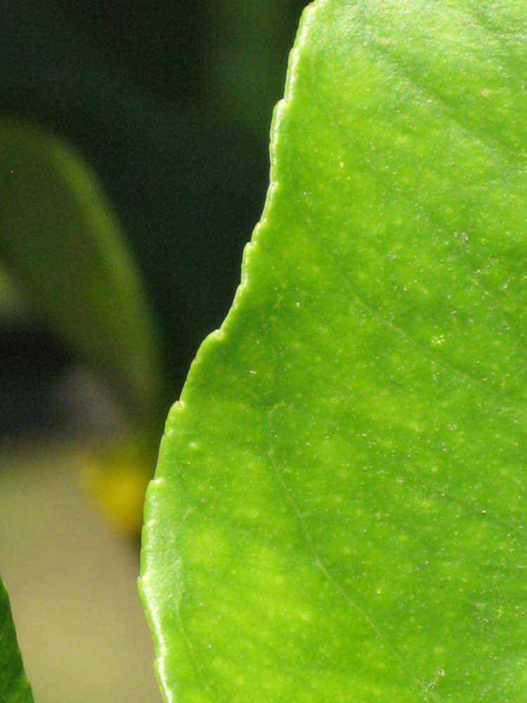              Margin (Winter Haven, FL)       